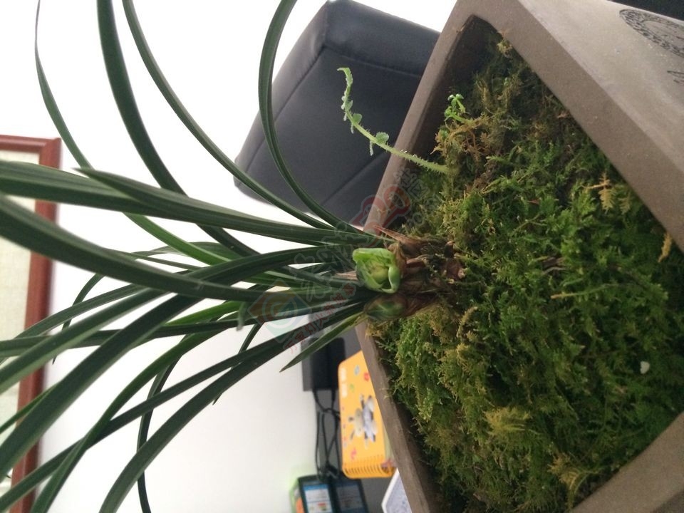 从来没有见过螺旋形的兰花！410 / 作者:地道 / 帖子ID:112258