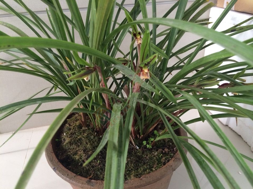 从来没有见过螺旋形的兰花！236 / 作者:地道 / 帖子ID:112258