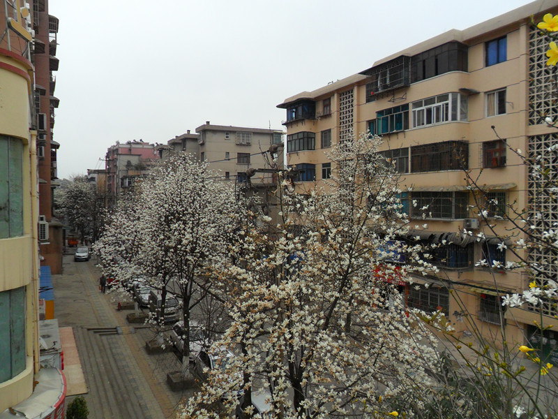与春相约，与花相会，触摸春天285 / 作者:建筑19551213 / 帖子ID:112296