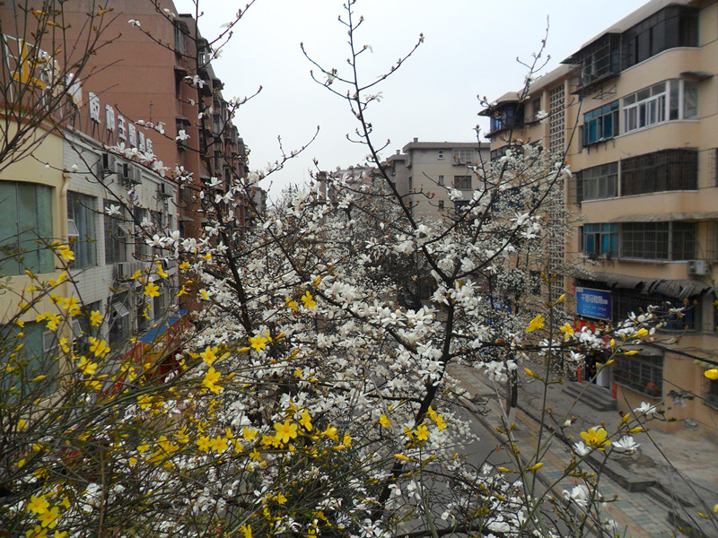 与春相约，与花相会，触摸春天236 / 作者:建筑19551213 / 帖子ID:112296