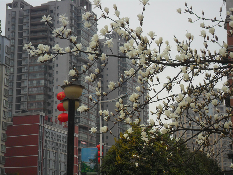 与春相约，与花相会，触摸春天966 / 作者:建筑19551213 / 帖子ID:112296