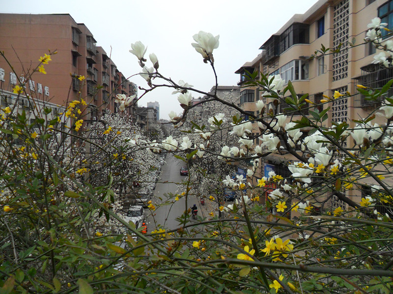 与春相约，与花相会，触摸春天183 / 作者:建筑19551213 / 帖子ID:112296