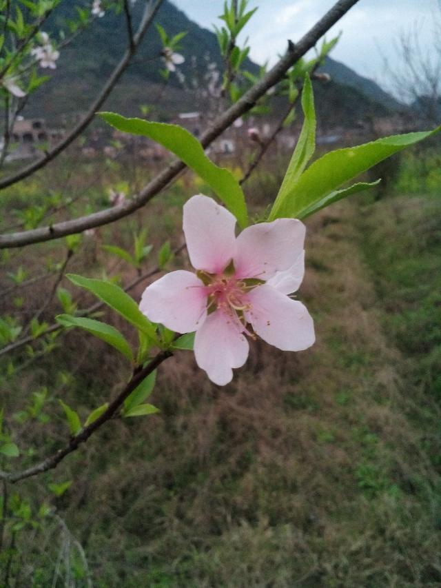 来点桃花421 / 作者:和平街林广 / 帖子ID:112303