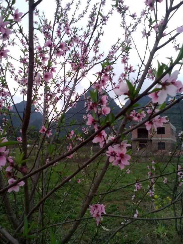 来点桃花822 / 作者:和平街林广 / 帖子ID:112303
