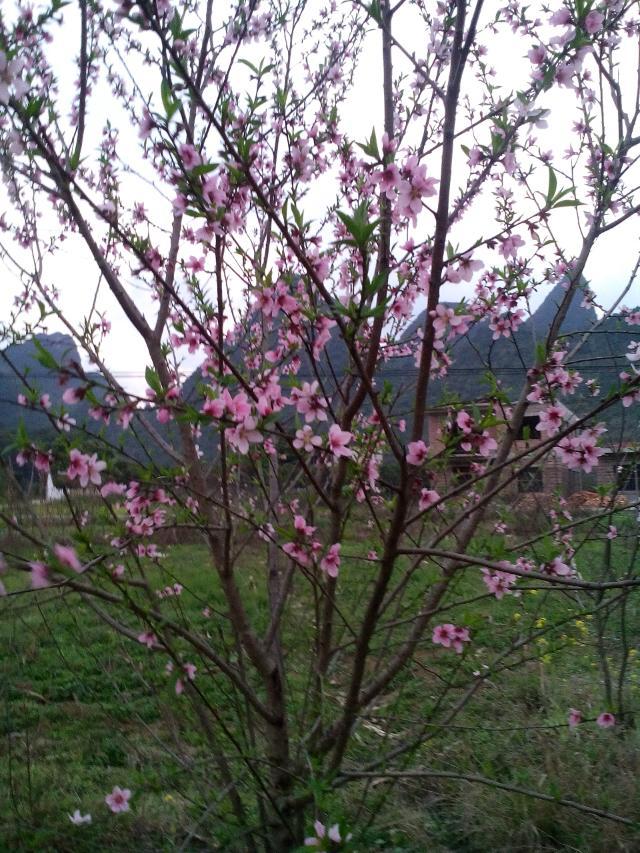 来点桃花646 / 作者:和平街林广 / 帖子ID:112303