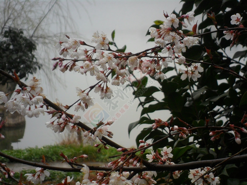 春天的脚步近了，放飞心情251 / 作者:建筑19551213 / 帖子ID:112356