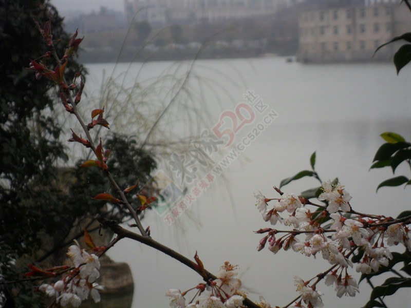 春天的脚步近了，放飞心情661 / 作者:建筑19551213 / 帖子ID:112356