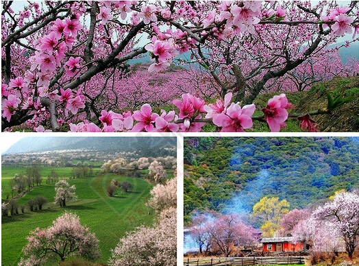 2015年3月20号 寻访中国最美的春天 川进青出  最后3个名额 欢迎加入346 / 作者:星晴168 / 帖子ID:112388