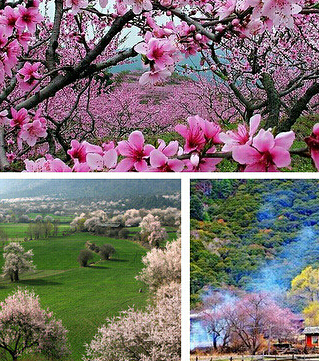 2015年3月20号 寻访中国最美的春天 川进青出  最后3个名额 欢迎加入851 / 作者:星晴168 / 帖子ID:112388