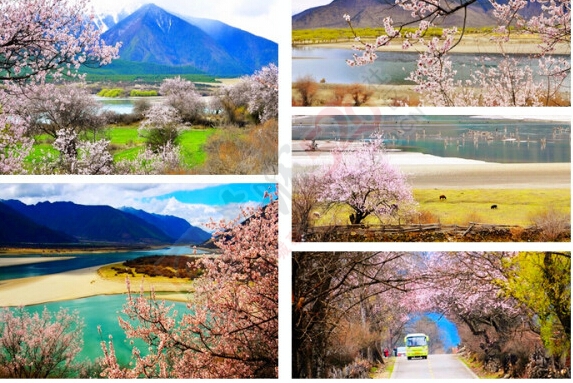 2015年3月20号 寻访中国最美的春天 川进青出  最后3个名额 欢迎加入120 / 作者:星晴168 / 帖子ID:112388