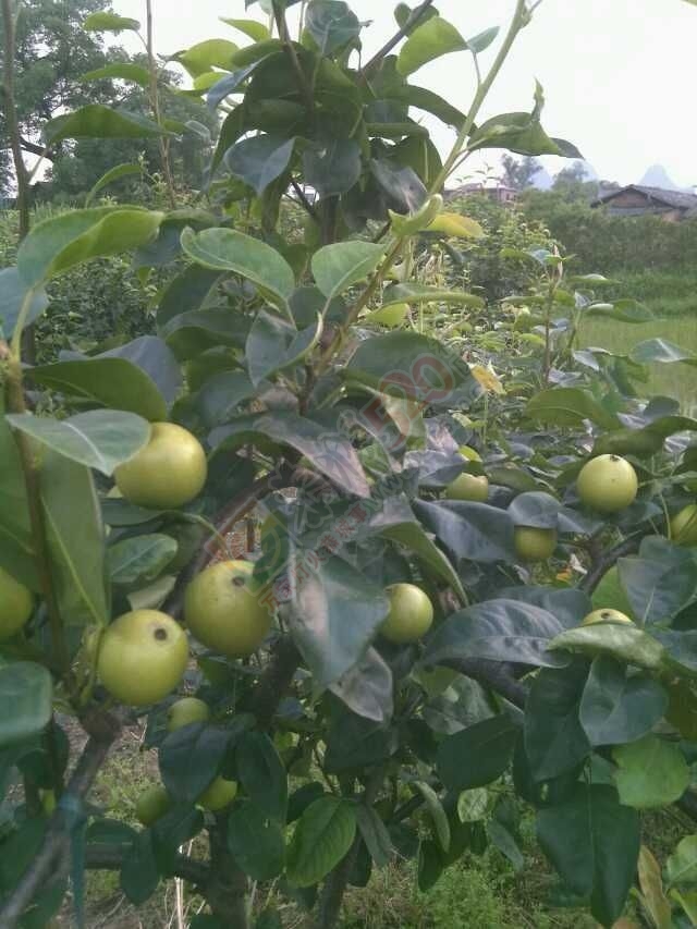 蜜梨秧苗谁要？？？630 / 作者:朱开君 / 帖子ID:112458