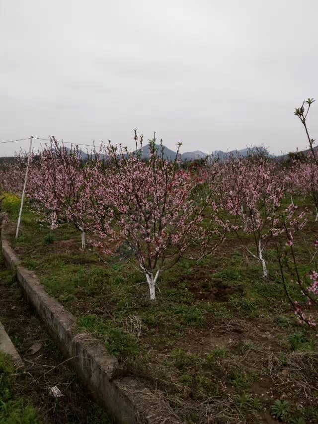 去朋友家玩看见了几棵桃树开花了448 / 作者:桂花糕 / 帖子ID:112494