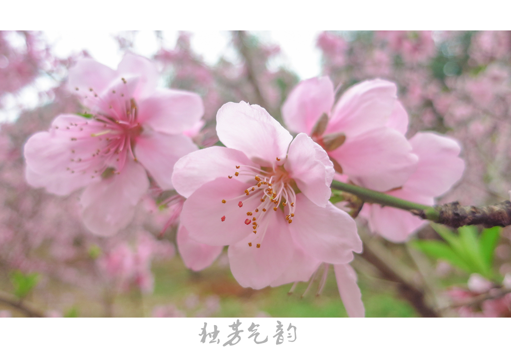 惊蛰660 / 作者:独芳气韵 / 帖子ID:112566