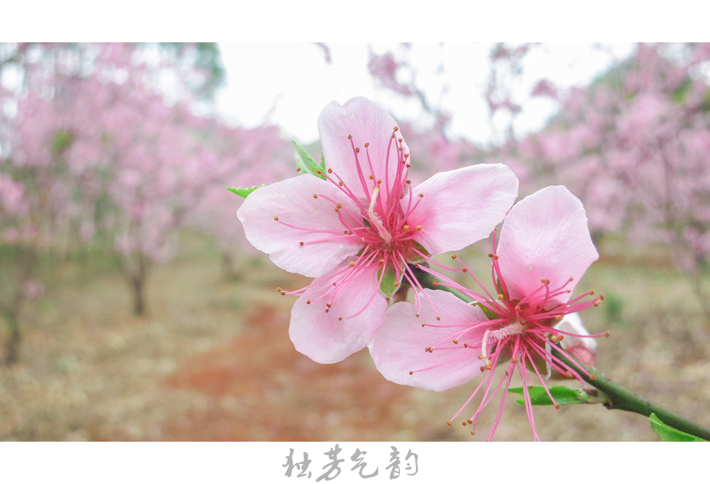 惊蛰366 / 作者:独芳气韵 / 帖子ID:112566