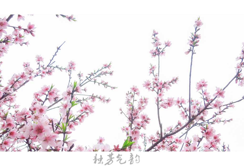 惊蛰69 / 作者:独芳气韵 / 帖子ID:112566