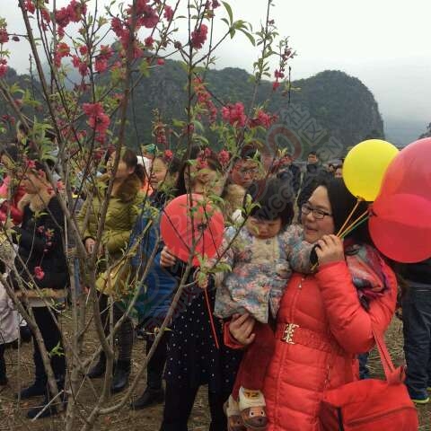 恭城520社区赏桃花嘉会太平一日游图片集合帖767 / 作者:箩筐索 / 帖子ID:112588