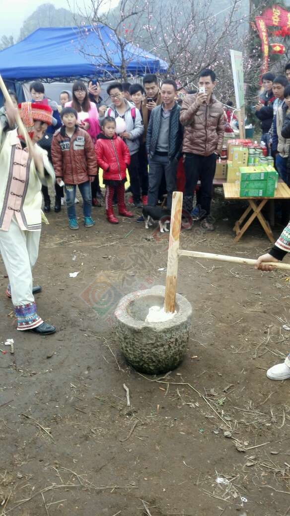恭城520社区赏桃花嘉会太平一日游图片集合帖583 / 作者:箩筐索 / 帖子ID:112588