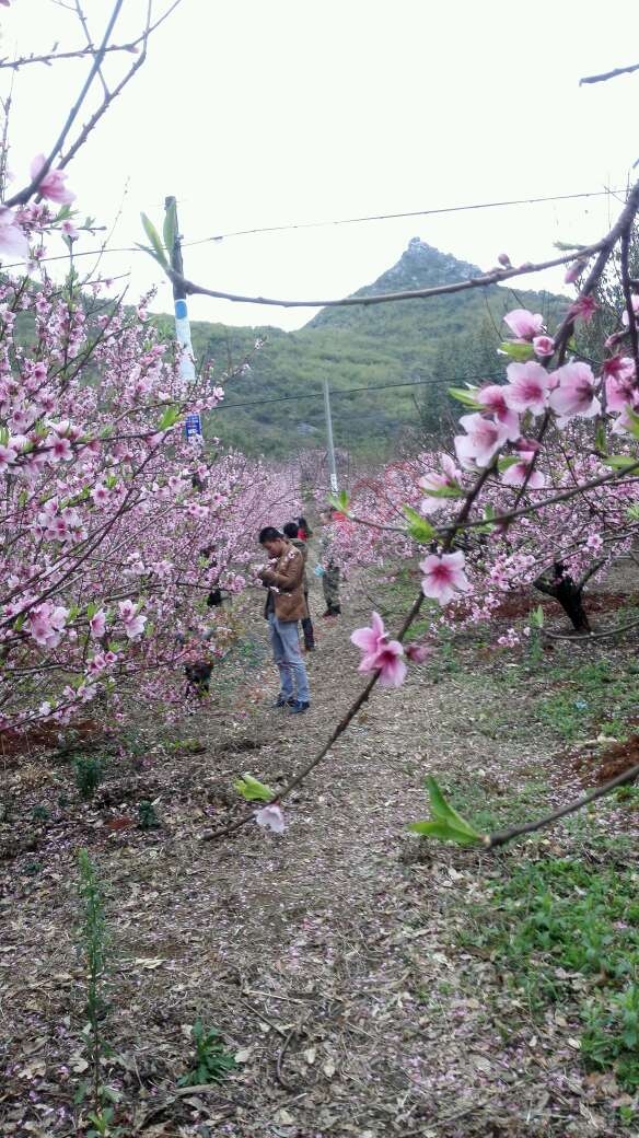 恭城520社区赏桃花嘉会太平一日游图片集合帖653 / 作者:箩筐索 / 帖子ID:112588