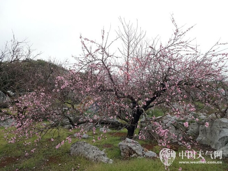 恭城天气阴冷 难挡赏花脚步648 / 作者:欧耶 / 帖子ID:112611