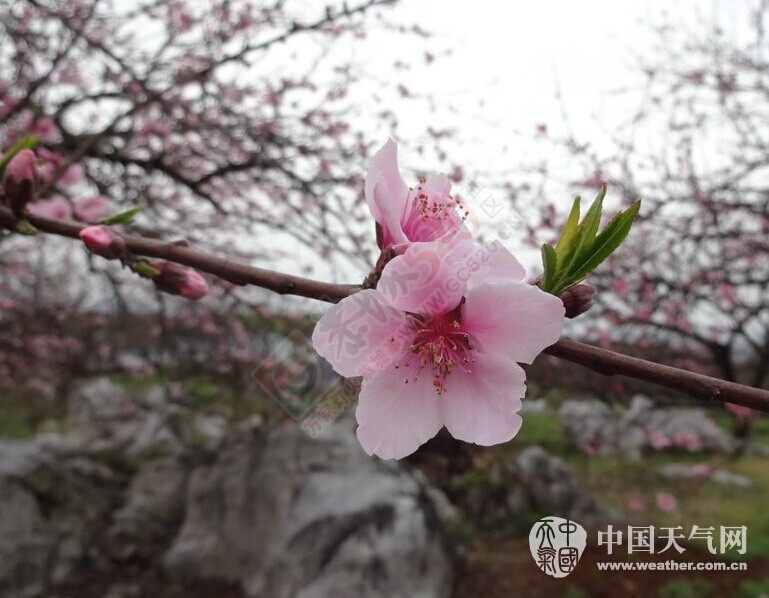 恭城天气阴冷 难挡赏花脚步145 / 作者:欧耶 / 帖子ID:112611