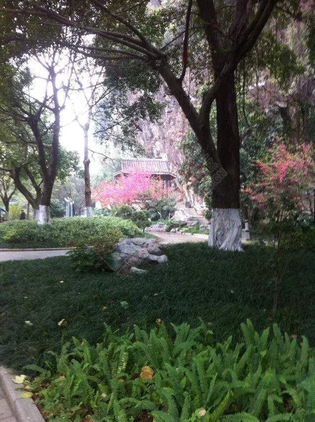 老姐在柳州拍的相片641 / 作者:桂花糕 / 帖子ID:112682