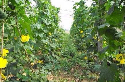 以前小时候的时候爱跑去菜地耍，现在很少去了164 / 作者:小红花 / 帖子ID:112689