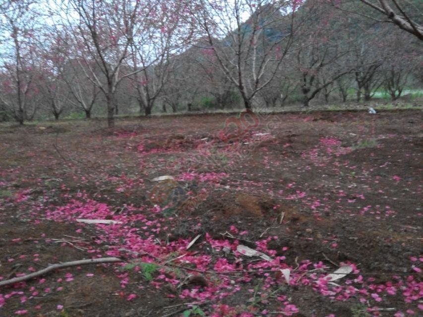 落英缤纷，节操满地330 / 作者:敬哥哥 / 帖子ID:113079