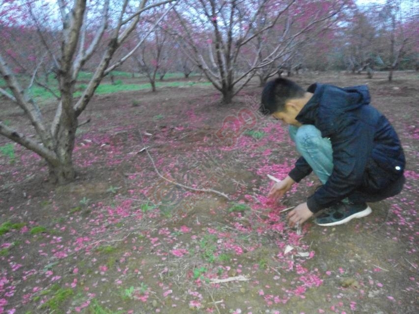 落英缤纷，节操满地970 / 作者:敬哥哥 / 帖子ID:113079