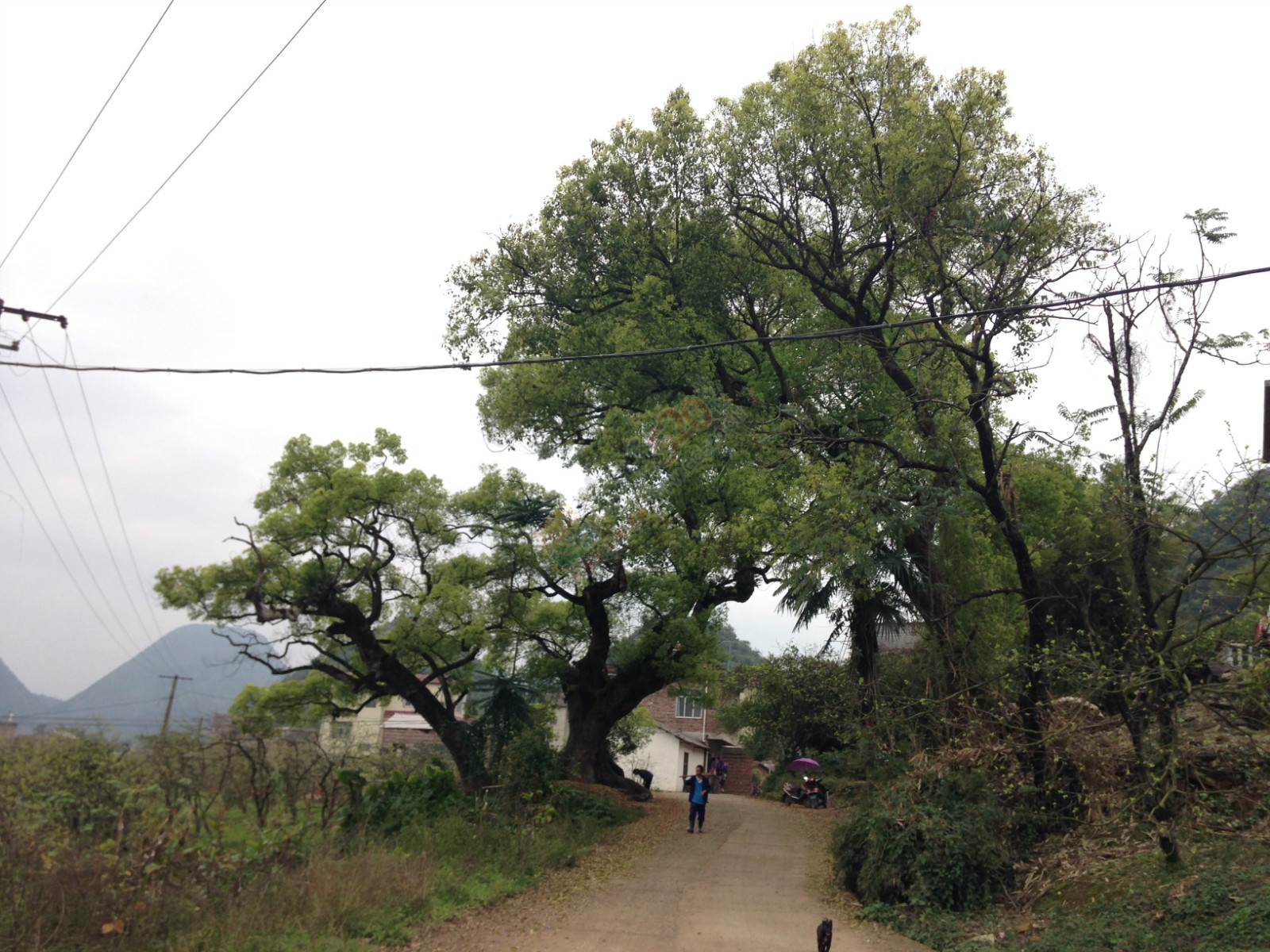 走过我来时走过的路709 / 作者:恭城520小奈姐姐 / 帖子ID:113229