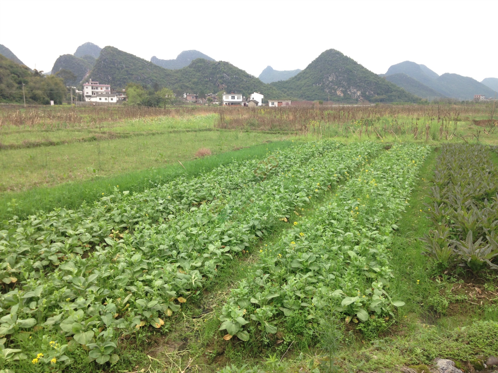 我们恭城也有很好的菜地啊，谁说没有的882 / 作者:恭城520小奈姐姐 / 帖子ID:113233