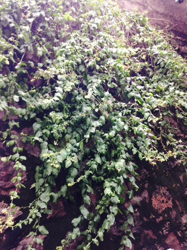 这种天好潮湿啊，地板居然都是冒水的1000 / 作者:桂花糕 / 帖子ID:113266