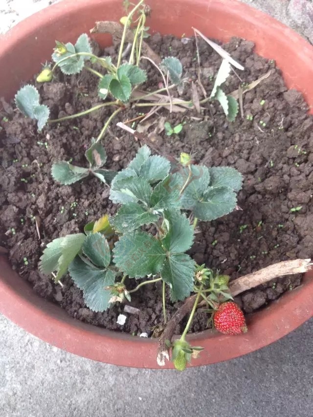 可以捡了902 / 作者:红通通 / 帖子ID:113368