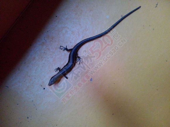 以前经常看见的东西，现在少见了452 / 作者:阿童木 / 帖子ID:113447