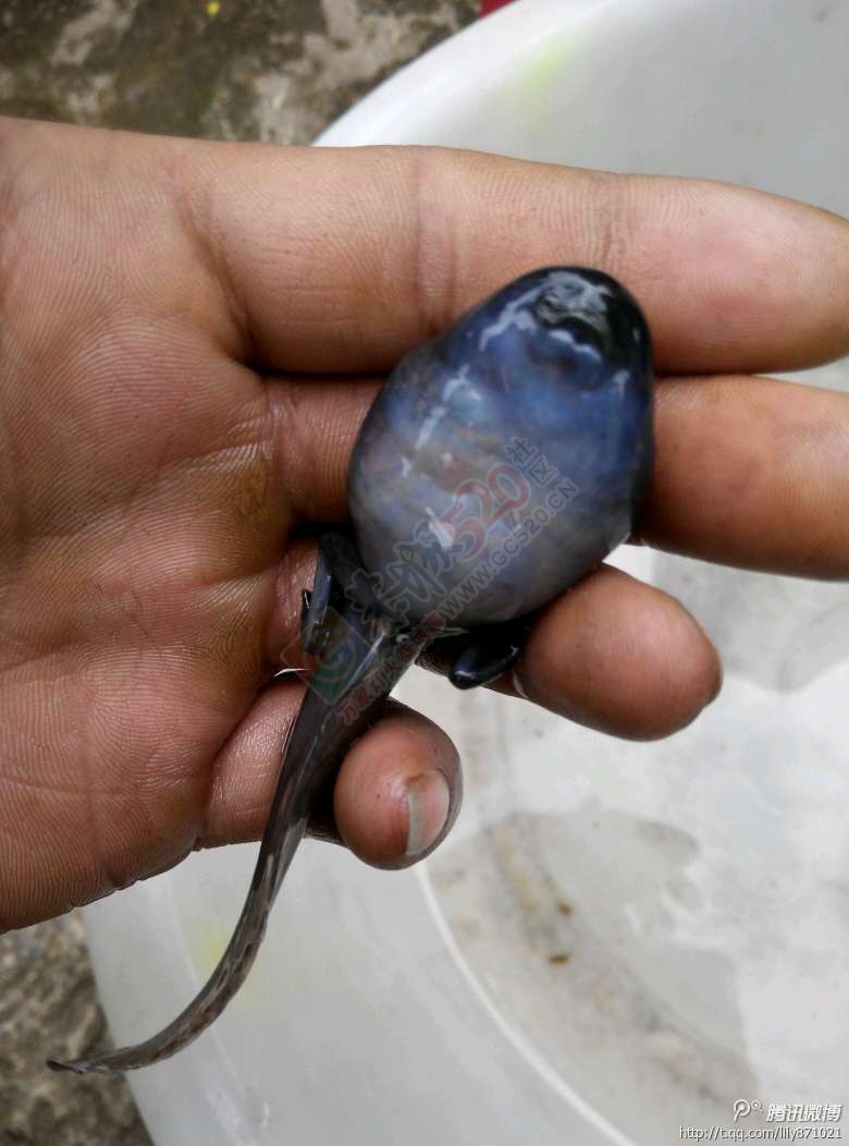 这个有点意思啊438 / 作者:糖醋排骨 / 帖子ID:113448