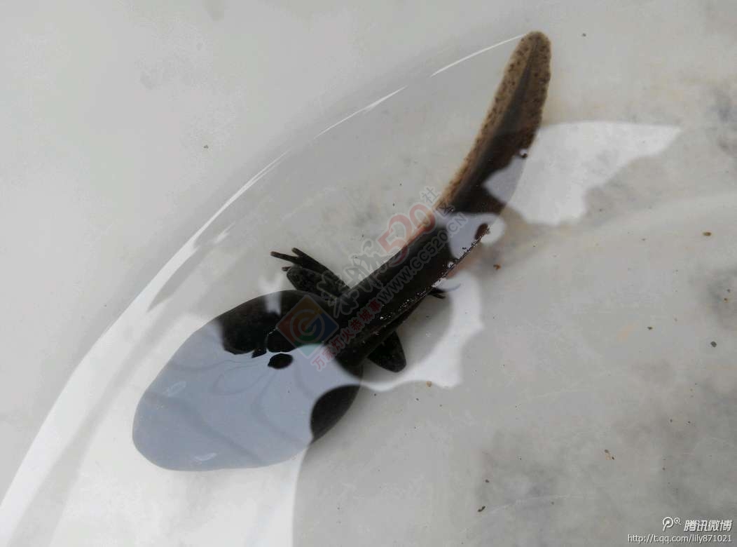 这个有点意思啊812 / 作者:糖醋排骨 / 帖子ID:113448