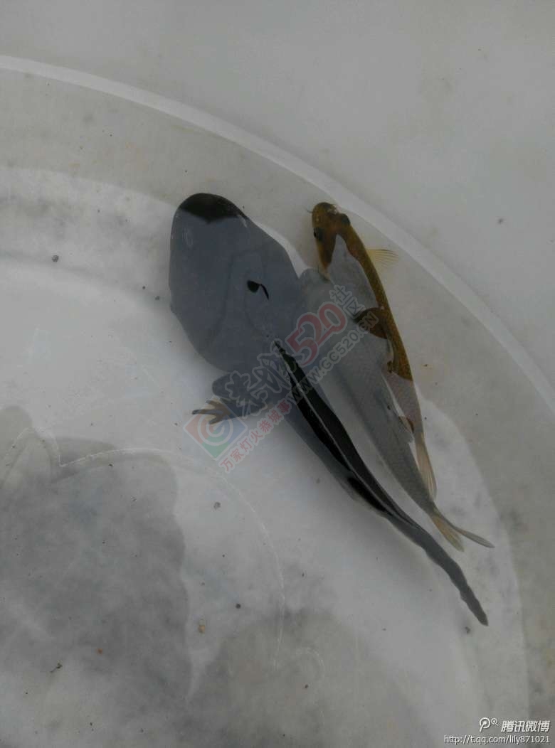 这个有点意思啊269 / 作者:糖醋排骨 / 帖子ID:113448