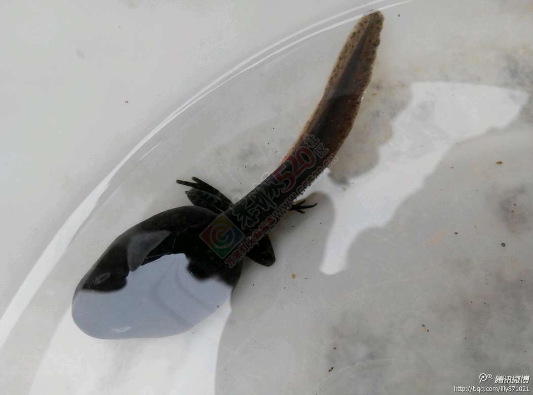 这个有点意思啊317 / 作者:糖醋排骨 / 帖子ID:113448