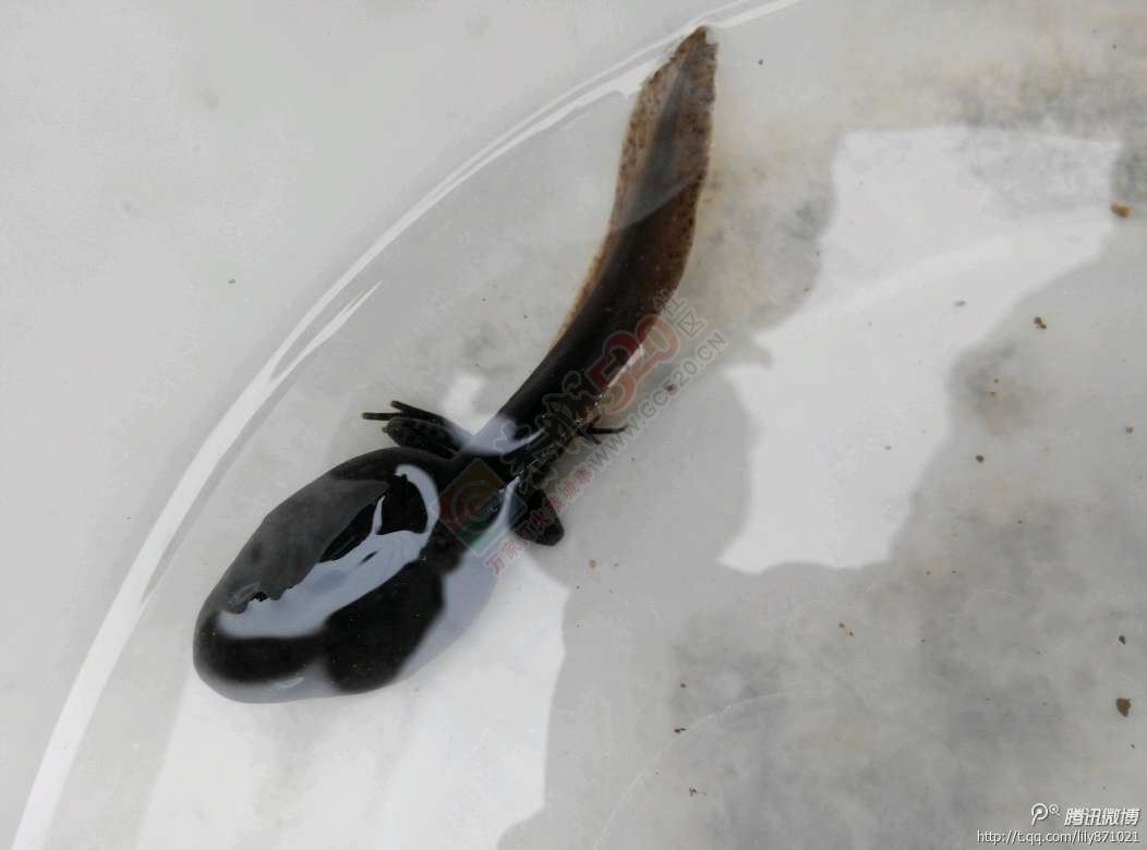 这个有点意思啊428 / 作者:糖醋排骨 / 帖子ID:113448