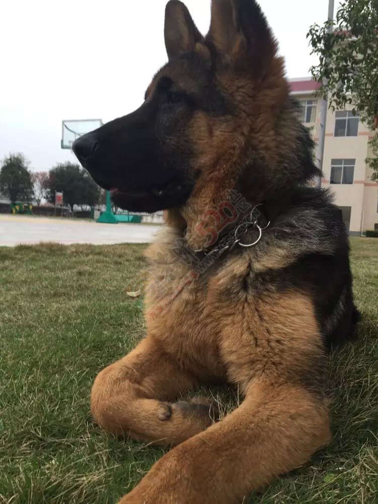 好想搞条这样的养起163 / 作者:红通通 / 帖子ID:113485