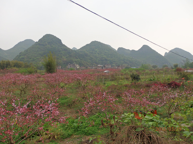 你猜猜这是什么地方，这是我回恭城游玩时随便拍的…970 / 作者:建筑19551213 / 帖子ID:113571