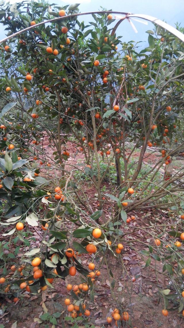 现在还有那么好的果子树？423 / 作者:thkfh / 帖子ID:113593