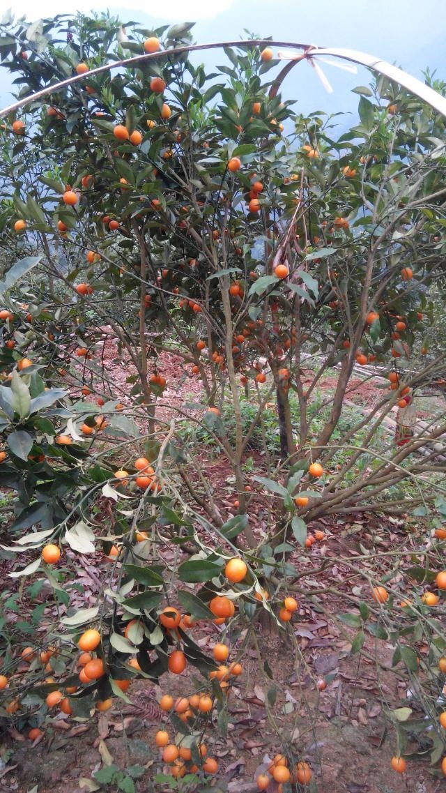 现在还有那么好的果子树？65 / 作者:thkfh / 帖子ID:113593