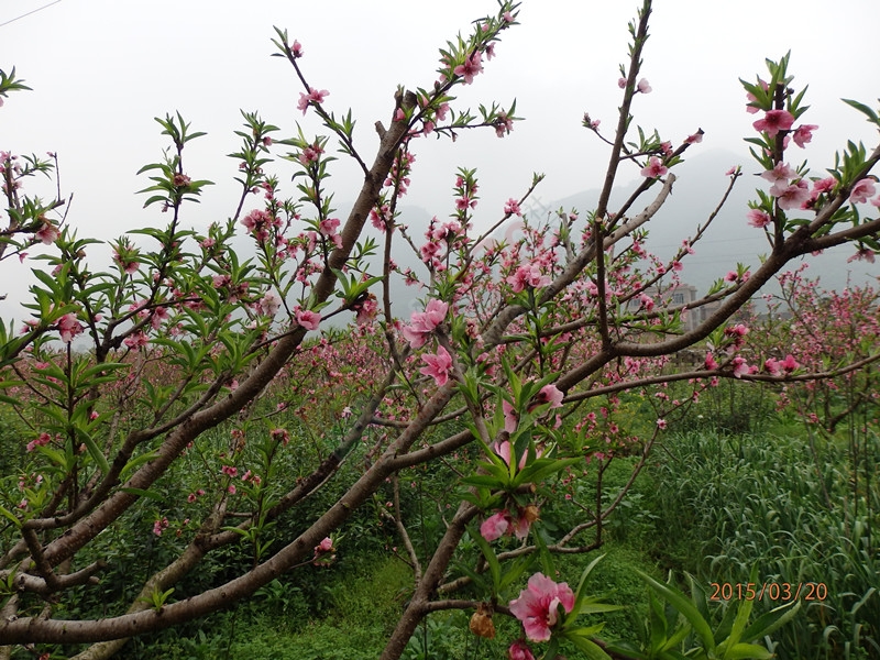 这次游玩错过了恭城的桃花节，虽然有点遗憾430 / 作者:建筑19551213 / 帖子ID:113605