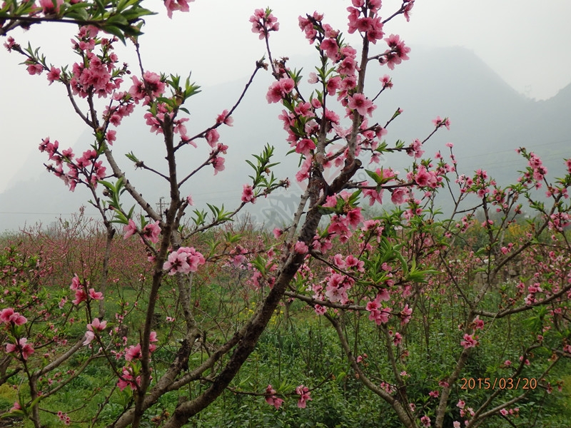 这次游玩错过了恭城的桃花节，虽然有点遗憾115 / 作者:建筑19551213 / 帖子ID:113605