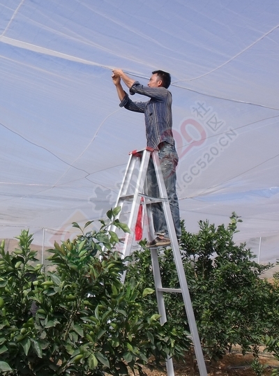 恭城重振碰柑之乡的福音--防虫网大棚种植柑橘。552 / 作者:风油精 / 帖子ID:114836