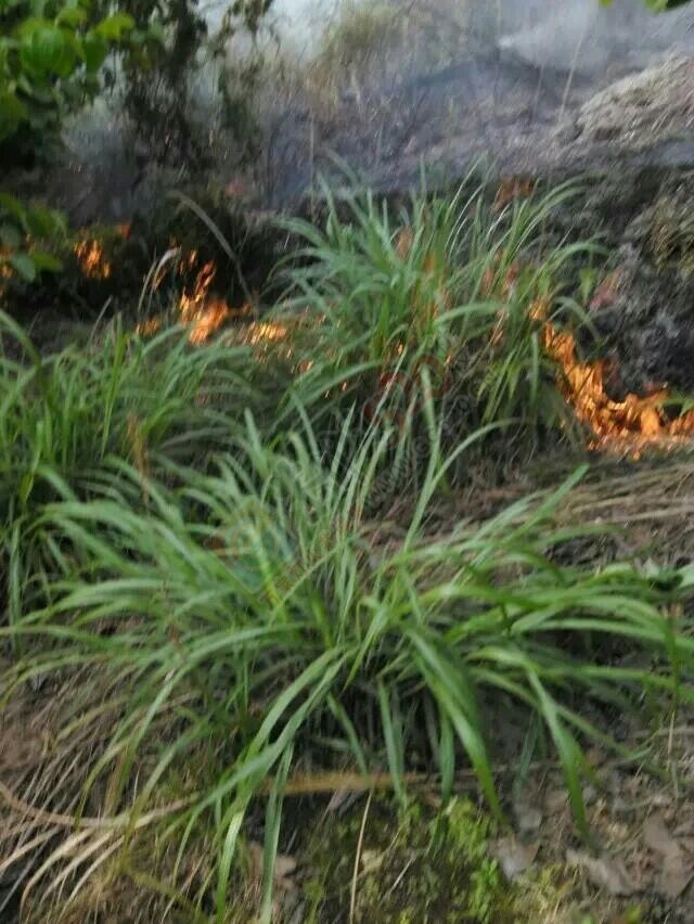 现在扫墓已经不像扫墓了，完全是放火烧山啊285 / 作者:thkfh / 帖子ID:114869