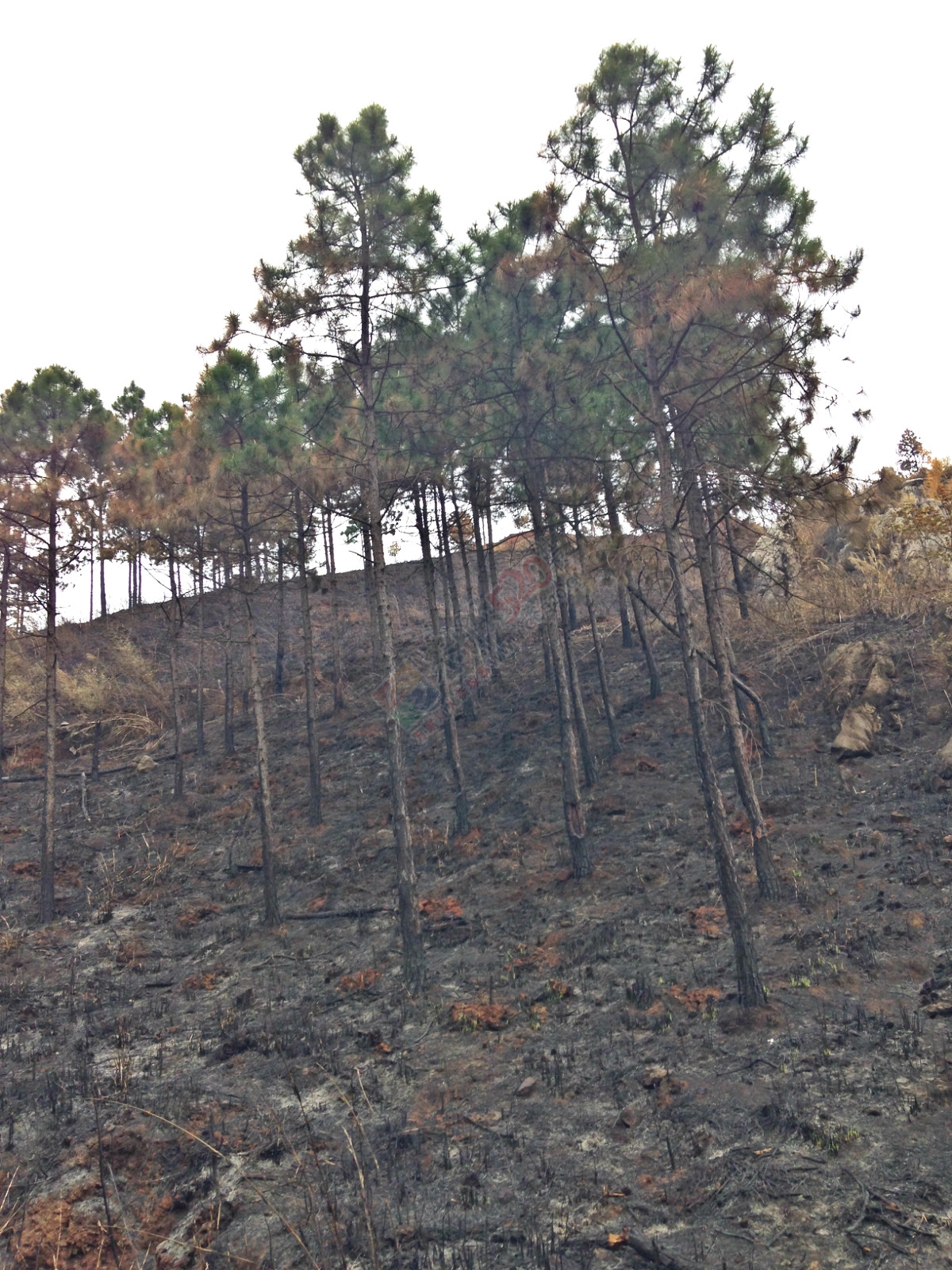 烧成灰烬后的电视塔194 / 作者:桂花糕 / 帖子ID:114883