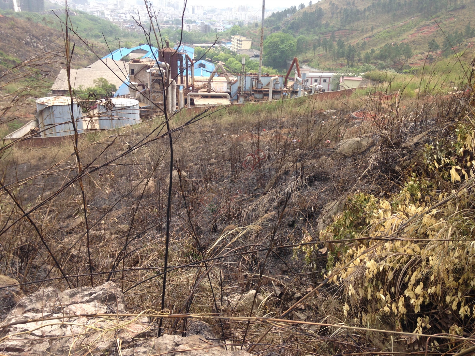 烧成灰烬后的电视塔120 / 作者:桂花糕 / 帖子ID:114883