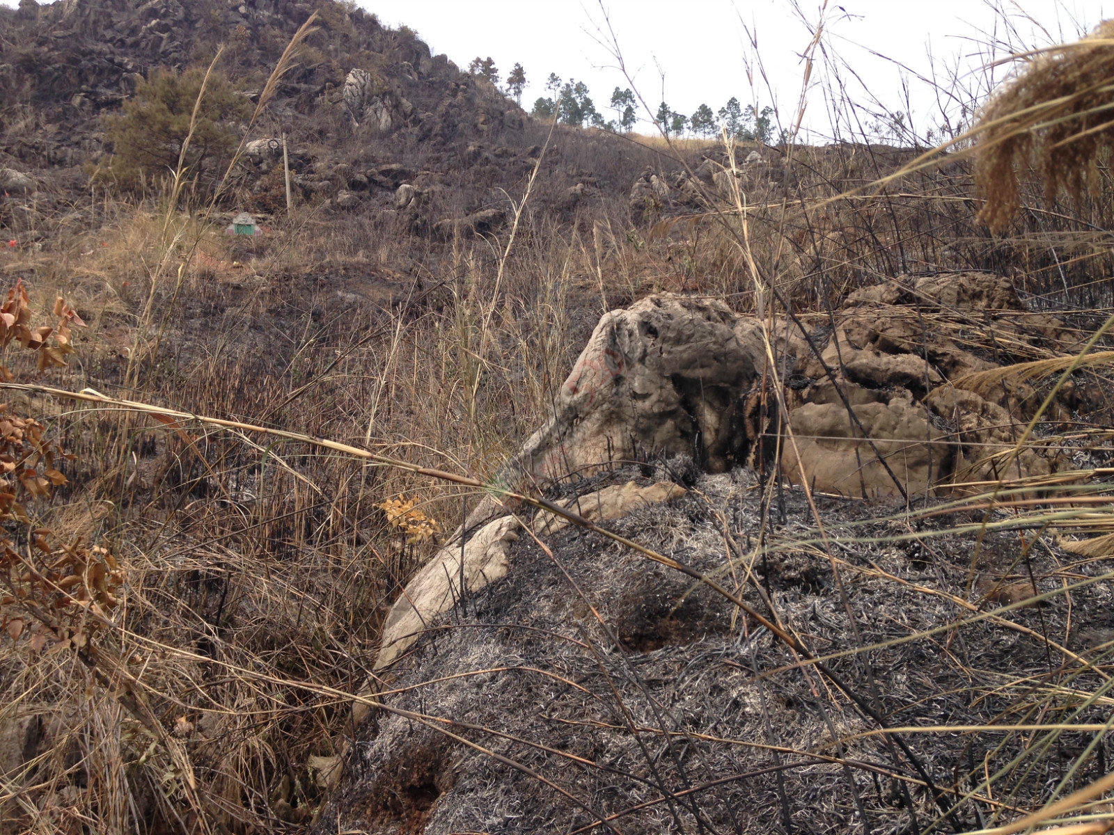 烧成灰烬后的电视塔550 / 作者:桂花糕 / 帖子ID:114883