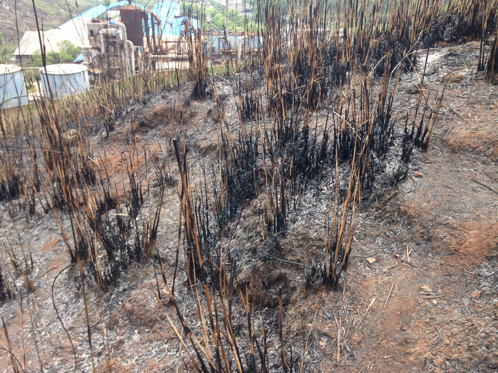 烧成灰烬后的电视塔285 / 作者:桂花糕 / 帖子ID:114883